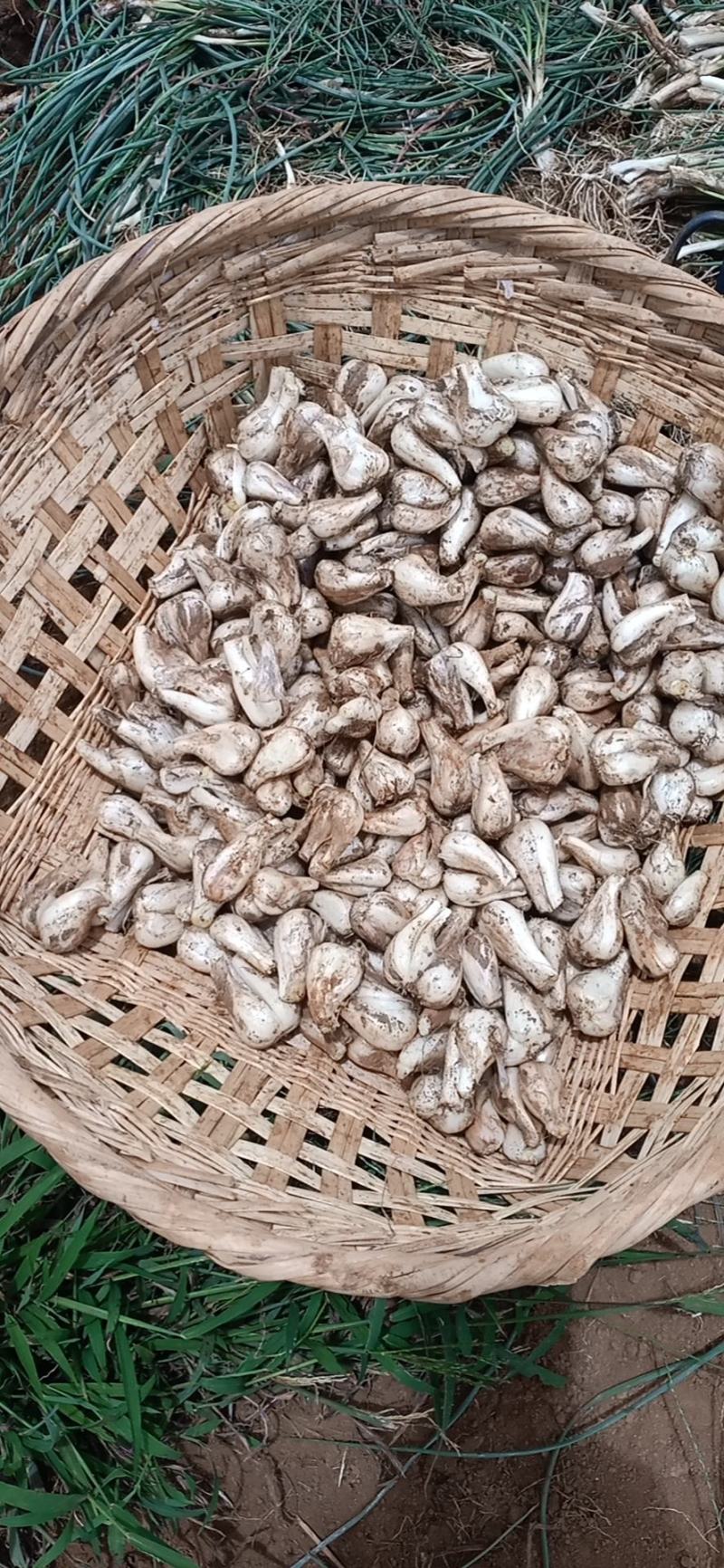 云南红河开远市碑格乡万亩藠头即将成熟上市