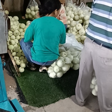 精品美浓香瓜大量上市