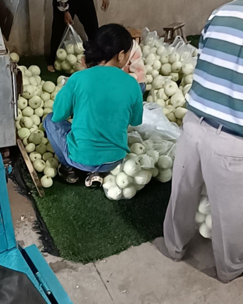 精品美浓香瓜大量上市
