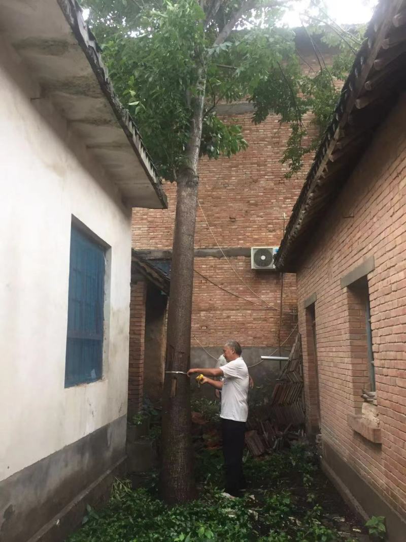 特大杜仲树胸径40—30公分，分枝点3.2米杆直帽园