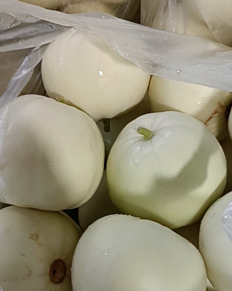 精品美浓香瓜大量上市