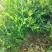 出售攸县优质良种嫁接油茶苗，湘林系210品种齐全