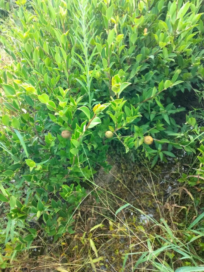 出售攸县优质良种嫁接油茶苗，湘林系210品种齐全
