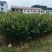 出售攸县优质良种嫁接油茶苗，湘林系210品种齐全