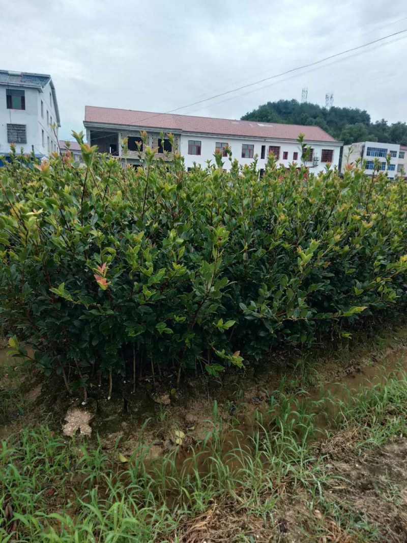 出售攸县优质良种嫁接油茶苗，湘林系210品种齐全