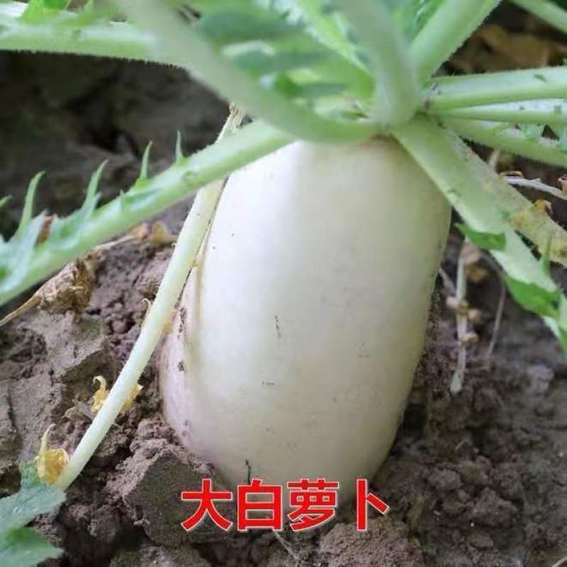 湖北高山精品大白萝卜皮薄脆甜基地直供货源充足