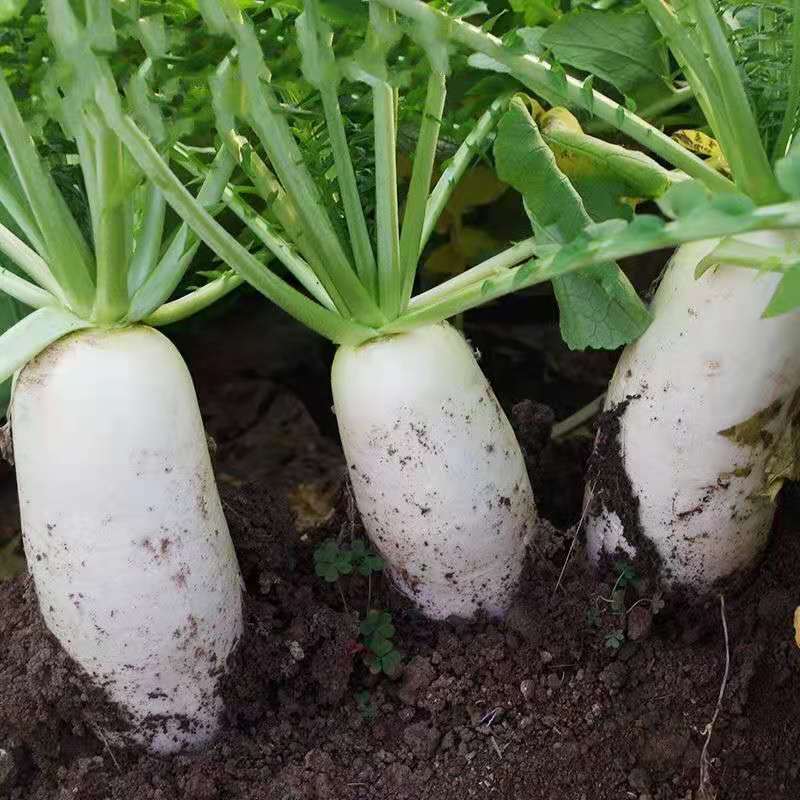 湖北高山精品大白萝卜皮薄脆甜基地直供货源充足