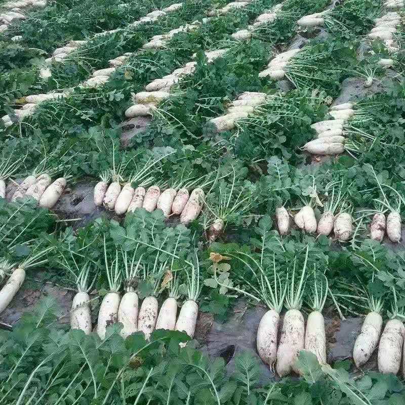 湖北高山精品大白萝卜皮薄脆甜基地直供货源充足