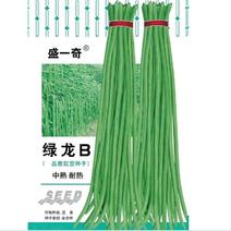 绿龙B豇豆种子小叶耐热适合春秋栽培结荚多肉厚翠绿