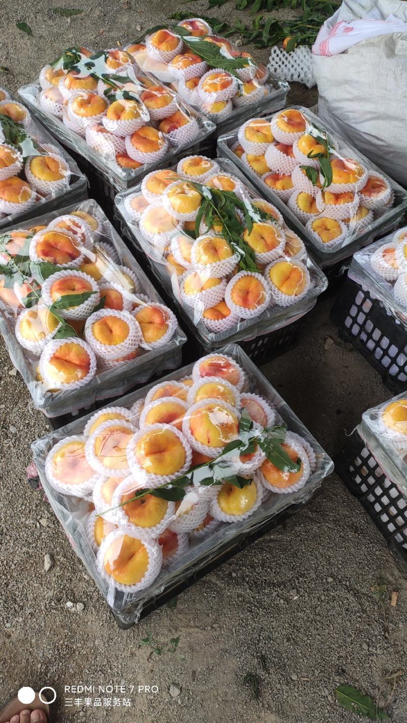 三丰山地套袋黄油蟠桃7月15号上市口感好颜色漂亮