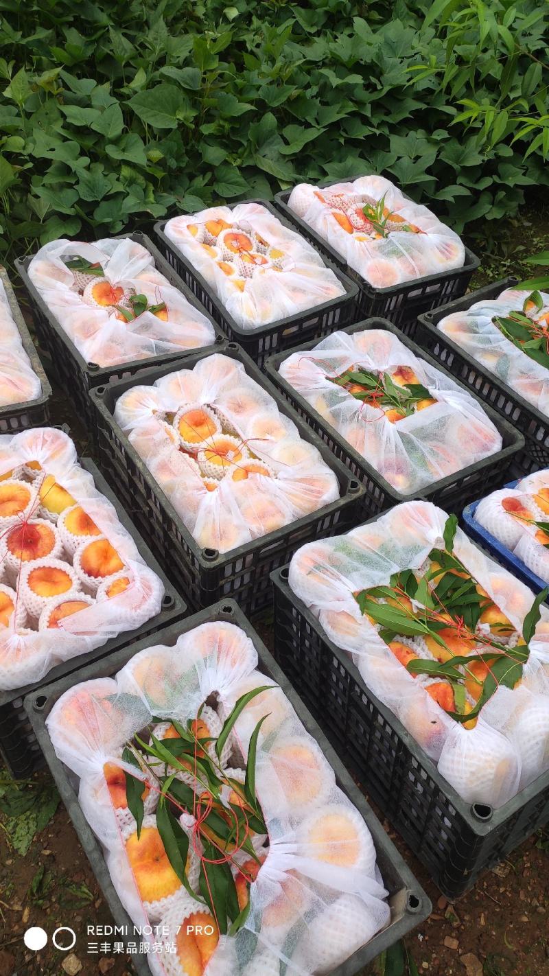 三丰山地套袋黄油蟠桃7月15号上市口感好颜色漂亮