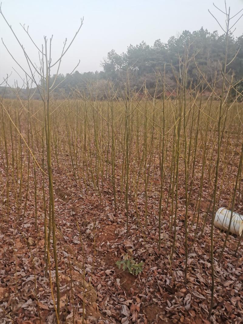 檫木小苗，江西一年檫木小苗，高度60公分以上，粗度0.5