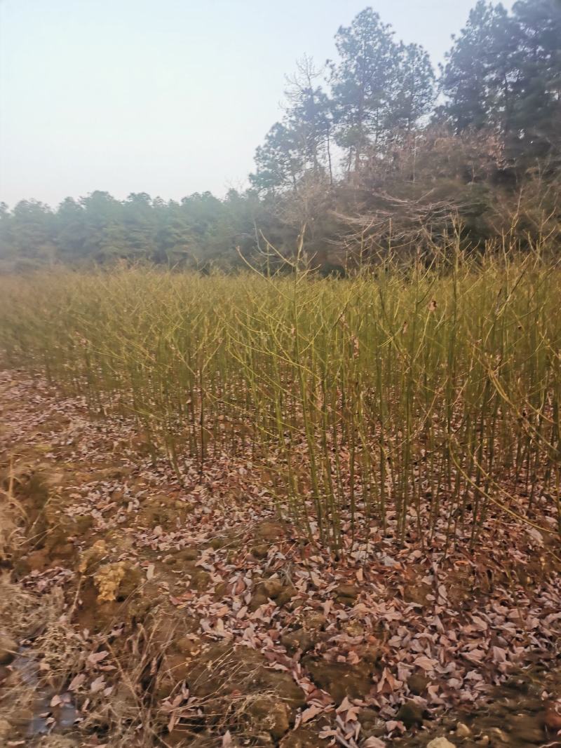 檫木小苗，江西一年檫木小苗，高度60公分以上，粗度0.5
