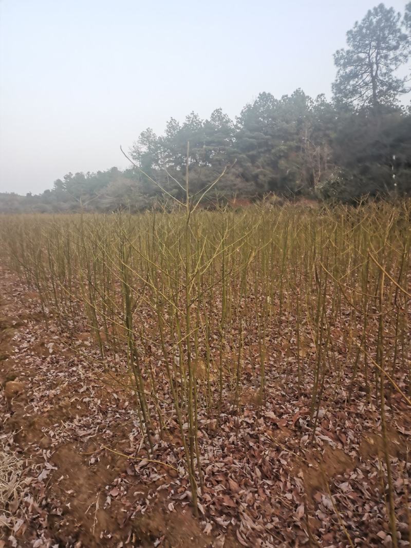 檫木小苗，江西一年檫木小苗，高度60公分以上，粗度0.5