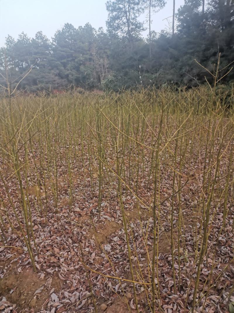 檫木小苗，江西一年檫木小苗，高度60公分以上，粗度0.5