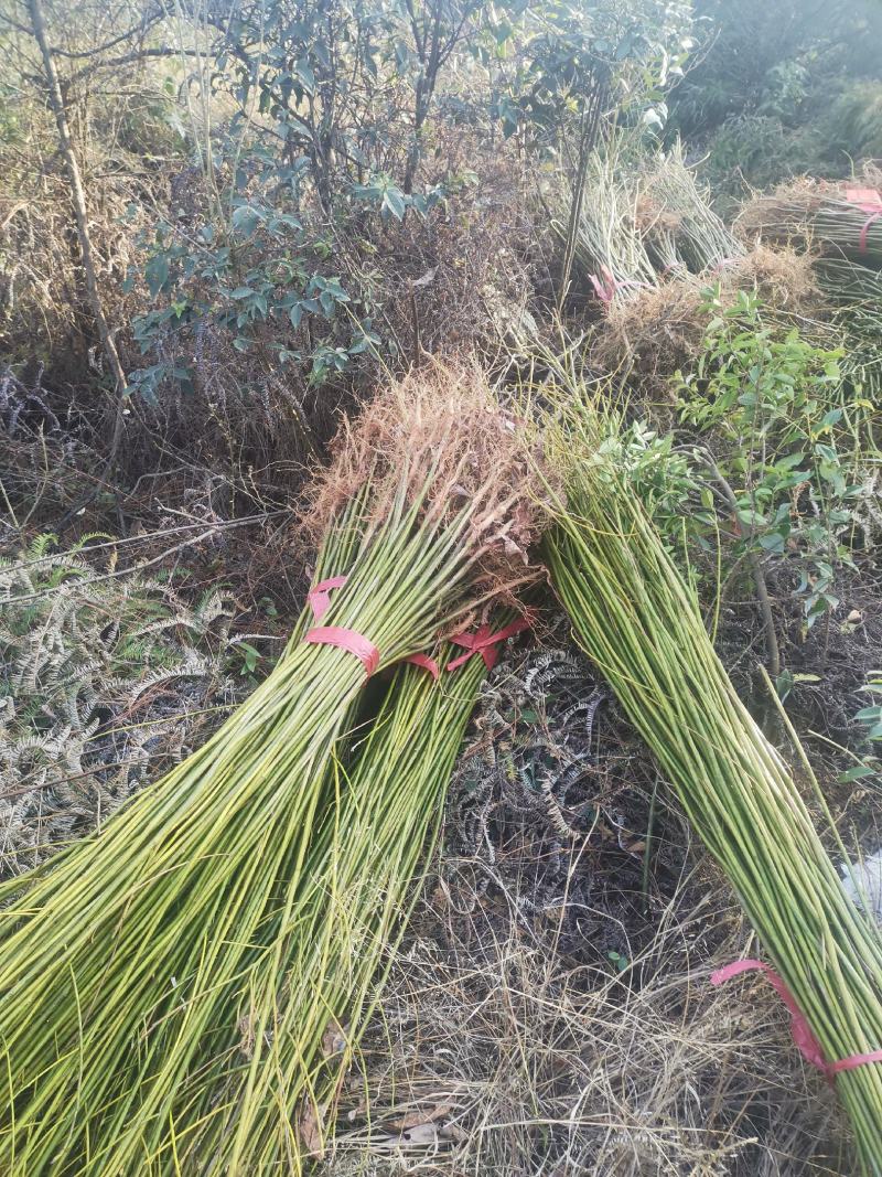 檫木小苗，江西一年檫木小苗，高度60公分以上，粗度0.5