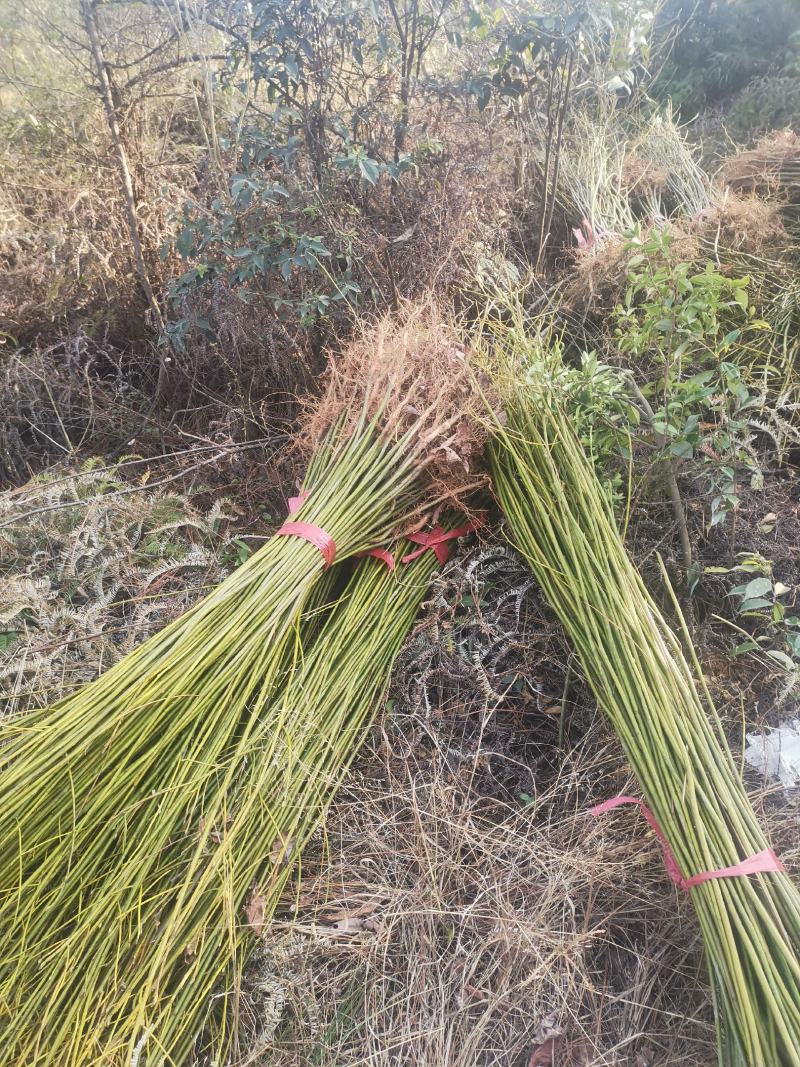 檫木小苗，江西一年檫木小苗，高度60公分以上，粗度0.5