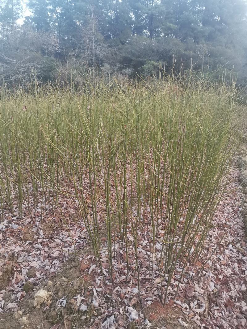 檫木小苗，江西一年檫木小苗，高度60公分以上，粗度0.5