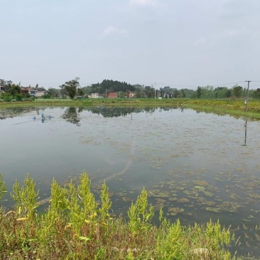 120亩虾塘转让，水源好