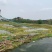120亩虾塘转让，水源好