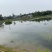 120亩虾塘转让，水源好