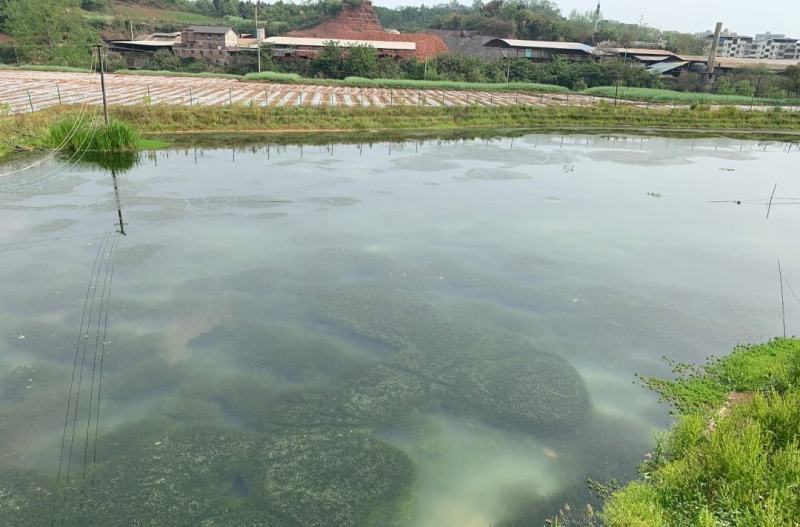 120亩虾塘转让，水源好
