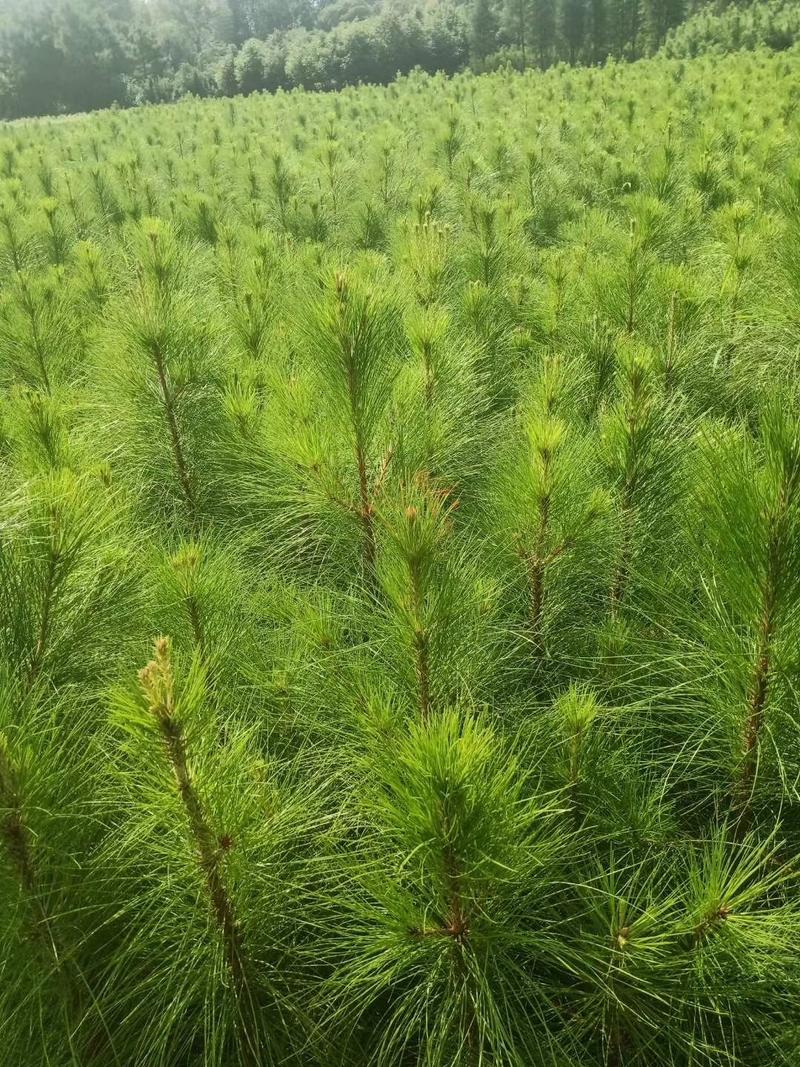 湿地松小苗，一年湿地松小苗，高度30公分以上