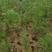 湿地松小苗，一年湿地松小苗，高度30公分以上