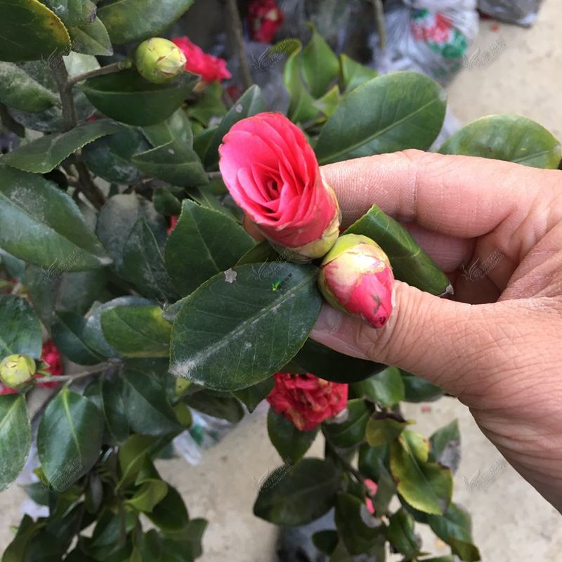 四川茶花树苗山茶花苗园艺花卉绿化苗庭院风景树现挖保湿发货