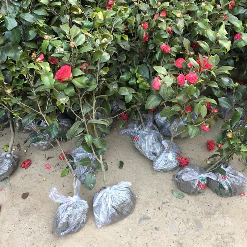 四川茶花树苗山茶花苗园艺花卉绿化苗庭院风景树现挖保湿发货