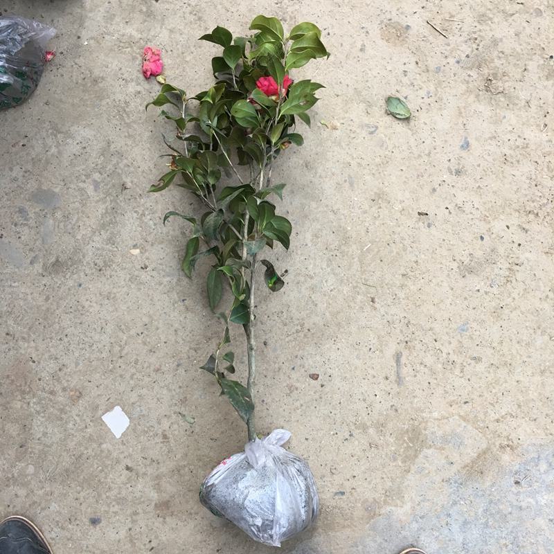 四川茶花树苗山茶花苗园艺花卉绿化苗庭院风景树现挖保湿发货