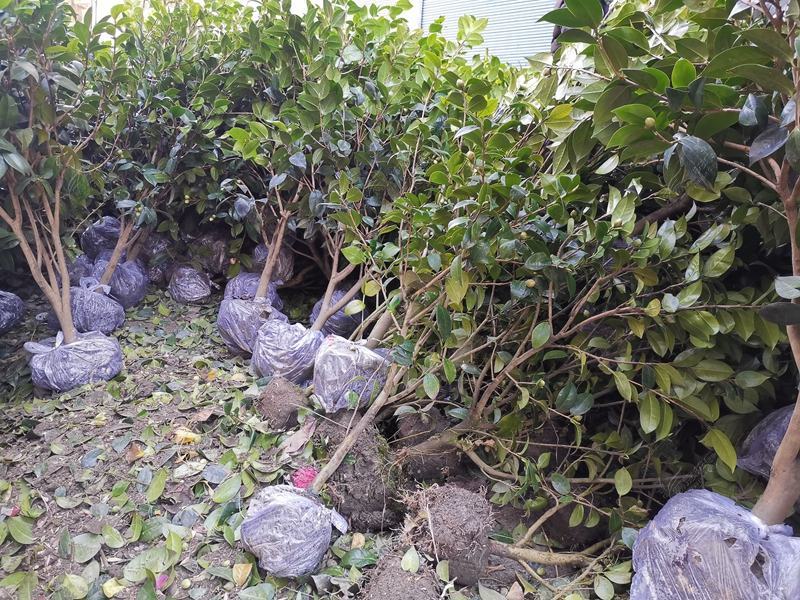 四川茶花树苗山茶花苗园艺花卉绿化苗庭院风景树现挖保湿发货