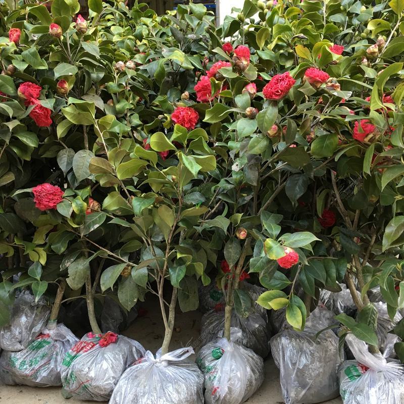 四川茶花树苗山茶花苗园艺花卉绿化苗庭院风景树现挖保湿发货