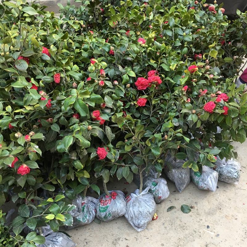 四川茶花树苗山茶花苗园艺花卉绿化苗庭院风景树现挖保湿发货
