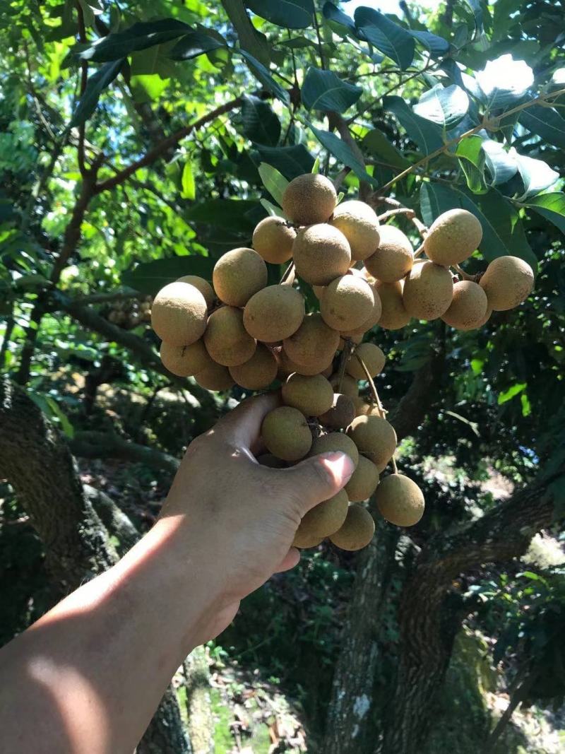 储良龙眼产区直发保质保量发货全国专业代办