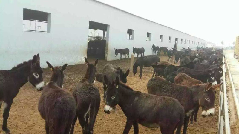 肉驴苗德州黑驴3-5个月肉驴仔包送到家包回收