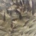 淡水鱼类（麻鲫鱼）