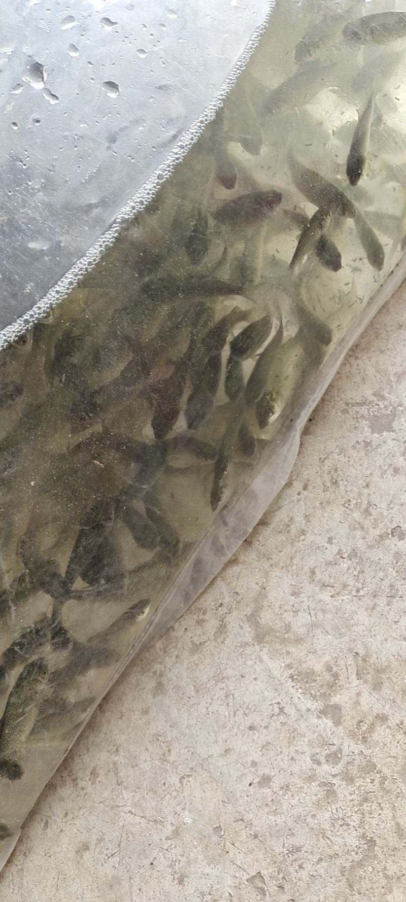 淡水鱼类（麻鲫鱼）