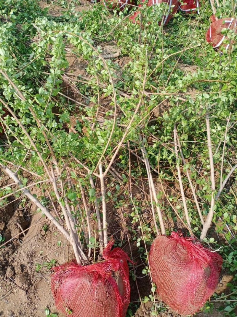 药用连翘苗，山西连翘苗，营养杯连翘苗，荒山造林连翘苗