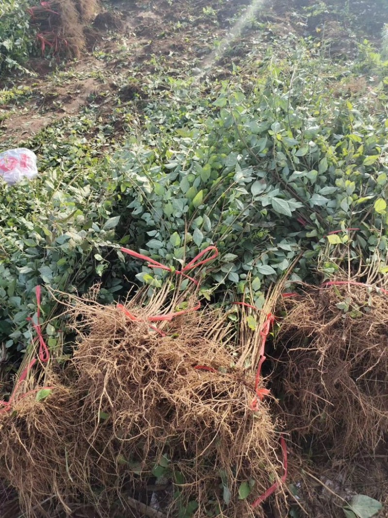 药用连翘苗，山西连翘苗，营养杯连翘苗，荒山造林连翘苗