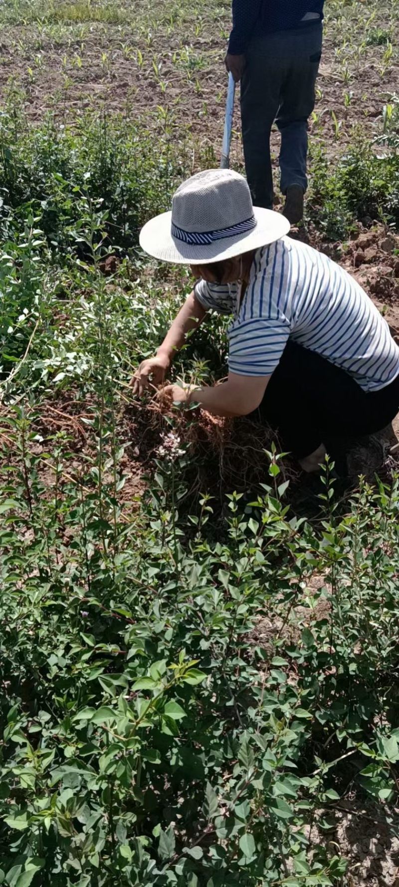 药用连翘苗，山西连翘苗，营养杯连翘苗，荒山造林连翘苗