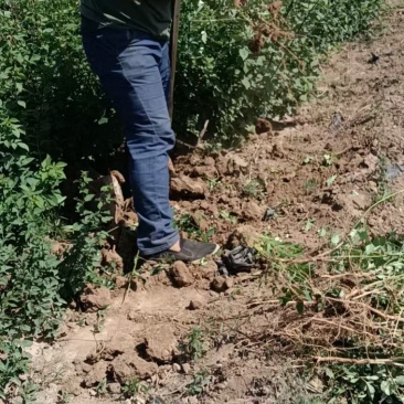 药用连翘苗，山西连翘苗，营养杯连翘苗，荒山造林连翘苗