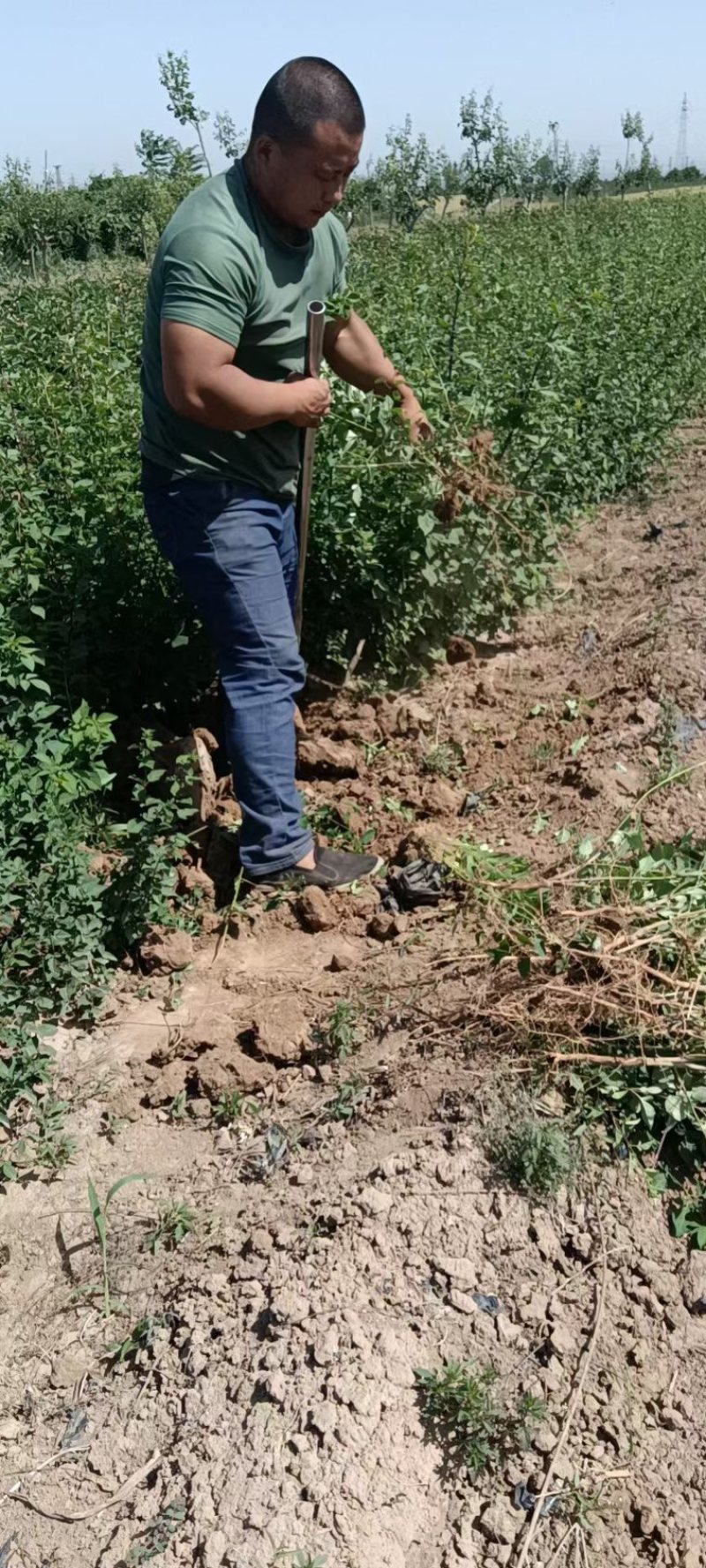 药用连翘苗，山西连翘苗，营养杯连翘苗，荒山造林连翘苗