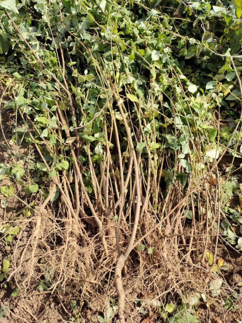 药用连翘苗，山西连翘苗，营养杯连翘苗，荒山造林连翘苗