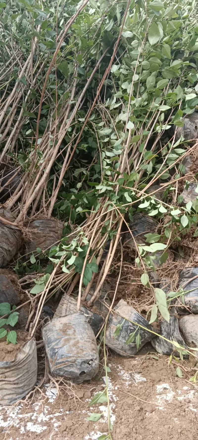 药用连翘苗，山西连翘苗，营养杯连翘苗，荒山造林连翘苗