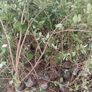 药用连翘苗，山西连翘苗，营养杯连翘苗，荒山造林连翘苗