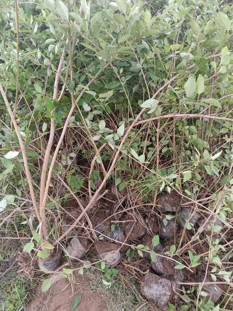 药用连翘苗，山西连翘苗，营养杯连翘苗，荒山造林连翘苗
