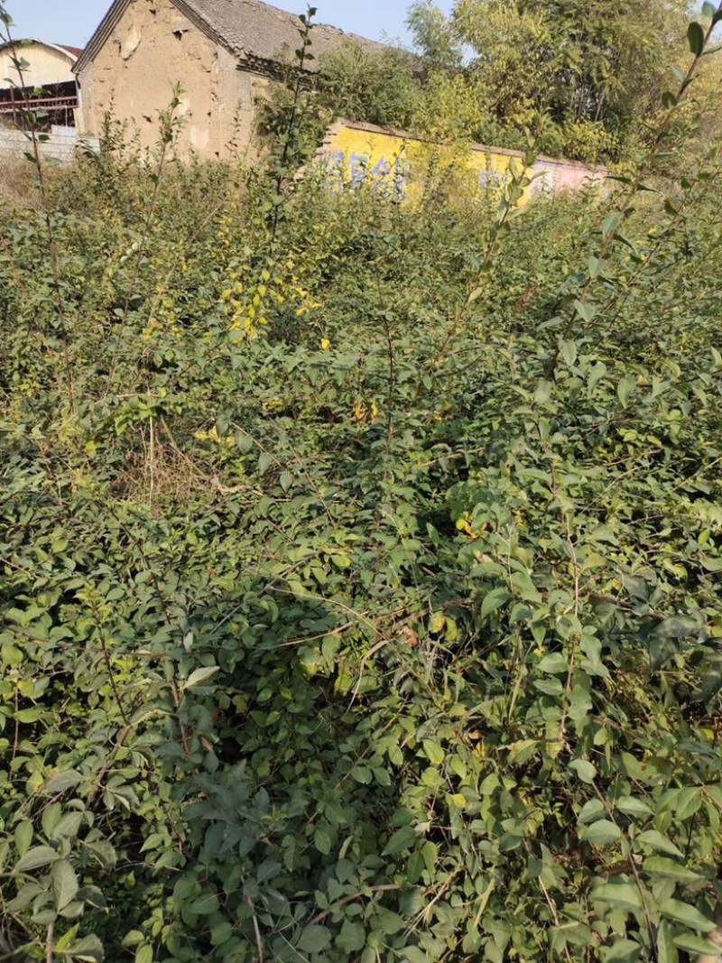 药用连翘苗，山西连翘苗，营养杯连翘苗，荒山造林连翘苗