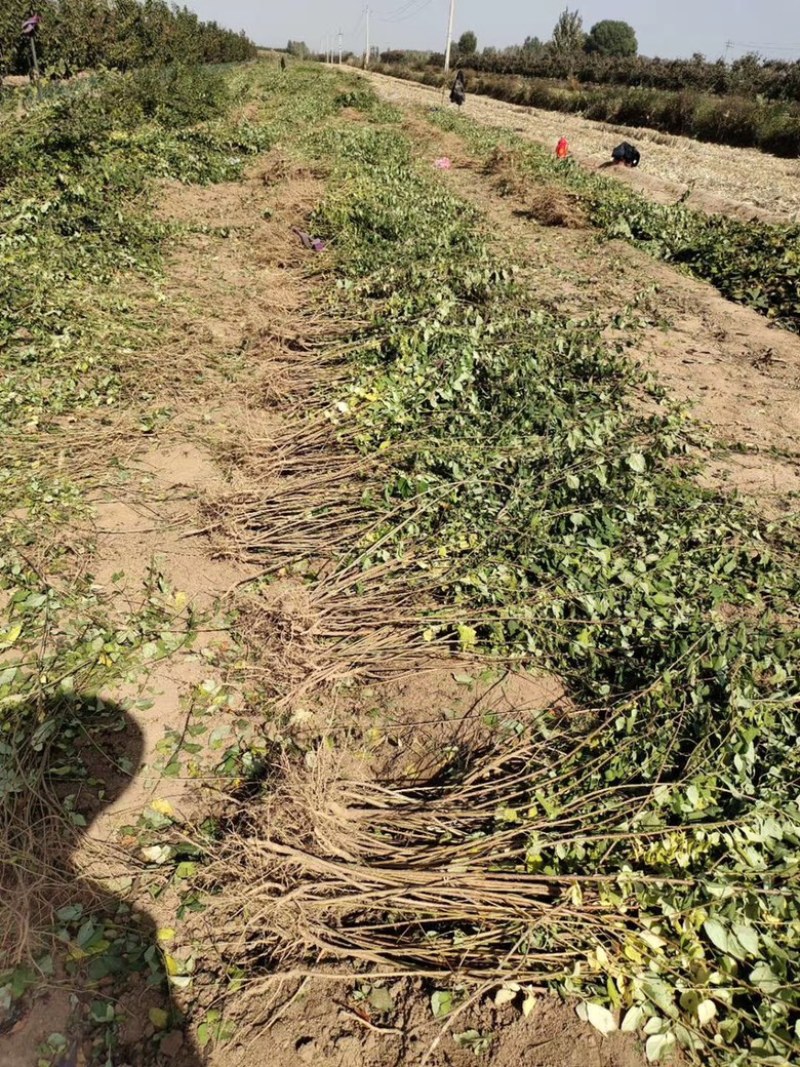药用连翘苗，山西连翘苗，营养杯连翘苗，荒山造林连翘苗