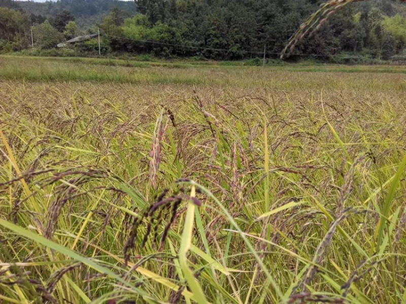 胭脂稻谷康熙胭脂稻种子量大从优基地供应接受加盟